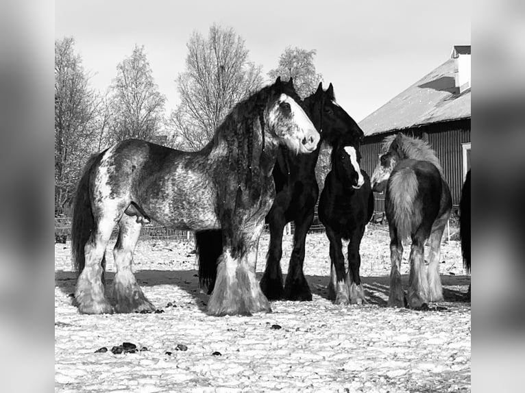 Cob Irlandese / Tinker / Gypsy Vanner Stallone 14 Anni 154 cm in F&#xF6;llinge
