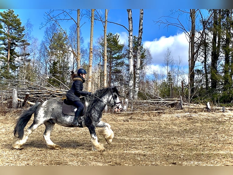 Cob Irlandese / Tinker / Gypsy Vanner Stallone 14 Anni 154 cm in F&#xF6;llinge
