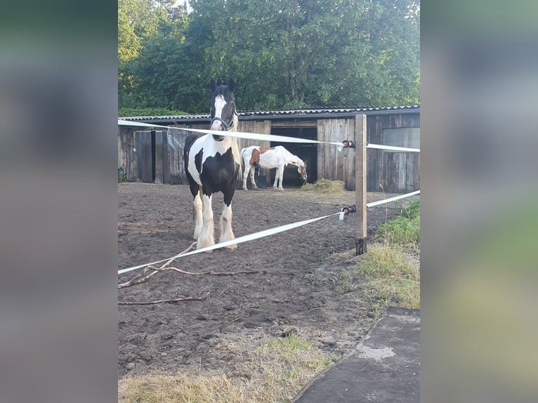 Cob Irlandese / Tinker / Gypsy Vanner Stallone 16 Anni 150 cm in Paderborn