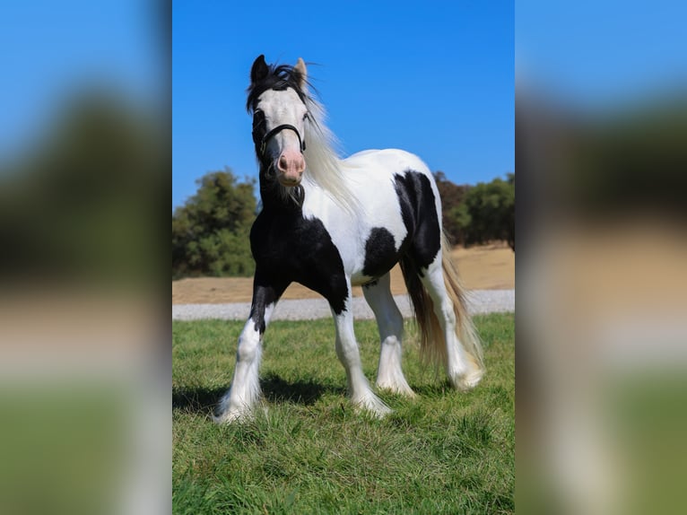 Cob Irlandese / Tinker / Gypsy Vanner Stallone 1 Anno 115 cm Pezzato in Grass Valley, CA