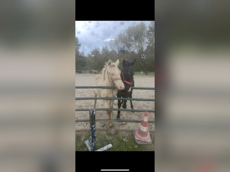 Cob Irlandese / Tinker / Gypsy Vanner Stallone 1 Anno 124 cm Champagne in Issum