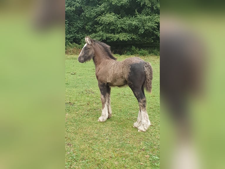Cob Irlandese / Tinker / Gypsy Vanner Stallone 1 Anno 125 cm in Tangeln