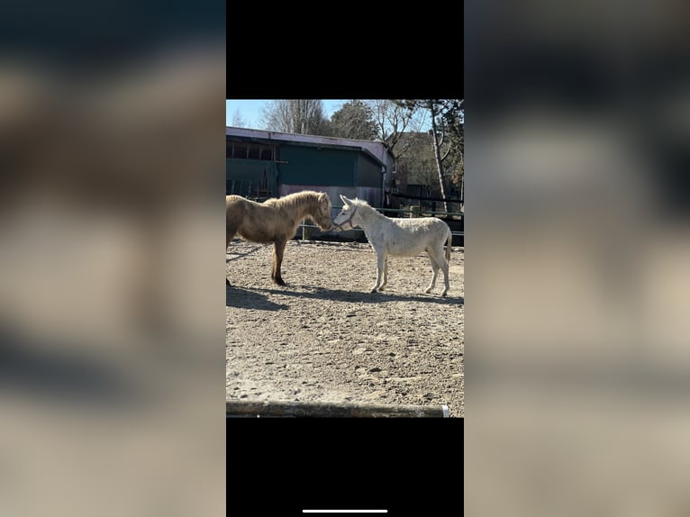 Cob Irlandese / Tinker / Gypsy Vanner Stallone 1 Anno 130 cm Champagne in Issum