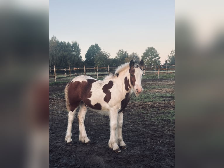Cob Irlandese / Tinker / Gypsy Vanner Stallone 1 Anno 130 cm Tobiano-tutti i colori in Siodłkowice