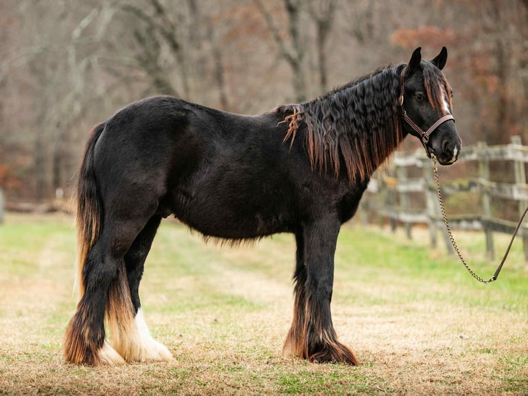 Cob Irlandese / Tinker / Gypsy Vanner Stallone 1 Anno 132 cm Morello in New Holland