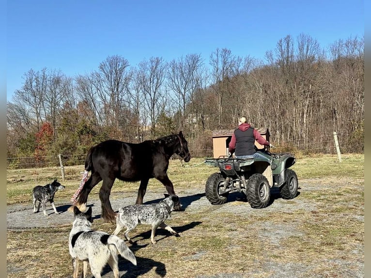 Cob Irlandese / Tinker / Gypsy Vanner Stallone 1 Anno 132 cm Morello in New Holland