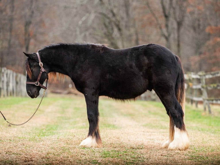 Cob Irlandese / Tinker / Gypsy Vanner Stallone 1 Anno 132 cm Morello in New Holland