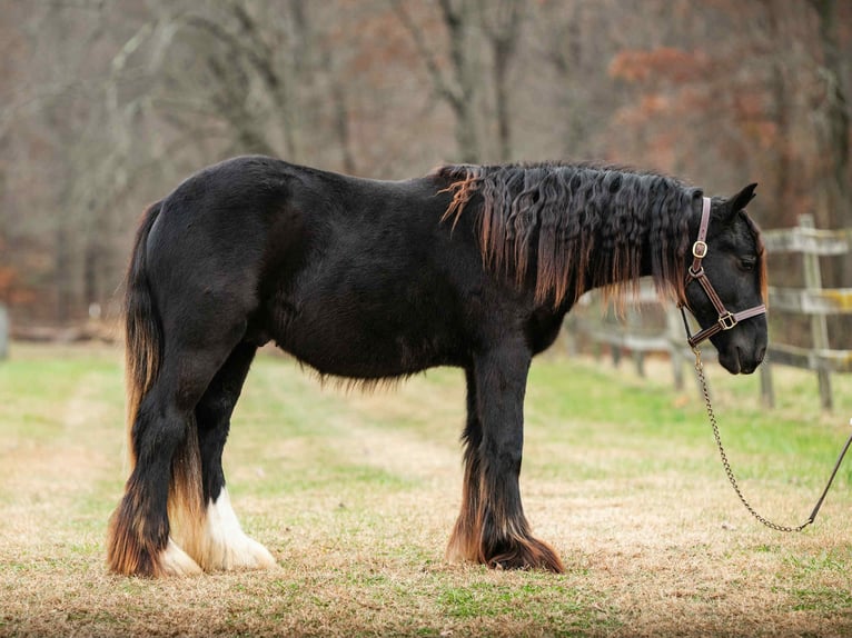 Cob Irlandese / Tinker / Gypsy Vanner Stallone 1 Anno 132 cm Morello in New Holland