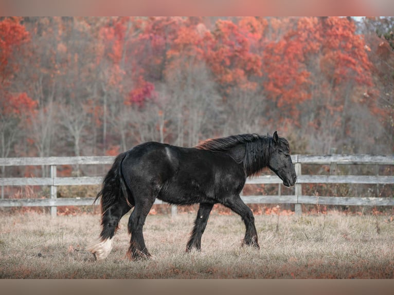 Cob Irlandese / Tinker / Gypsy Vanner Stallone 1 Anno 132 cm Morello in New Holland