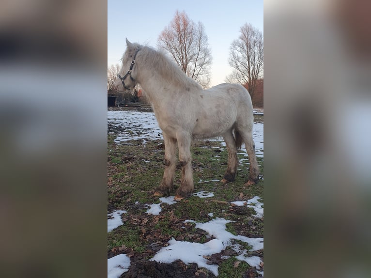 Cob Irlandese / Tinker / Gypsy Vanner Stallone 1 Anno 133 cm Cremello in Tangeln