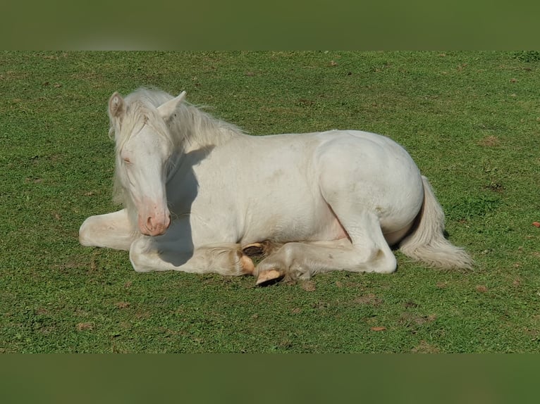 Cob Irlandese / Tinker / Gypsy Vanner Stallone 1 Anno 133 cm Cremello in Tangeln