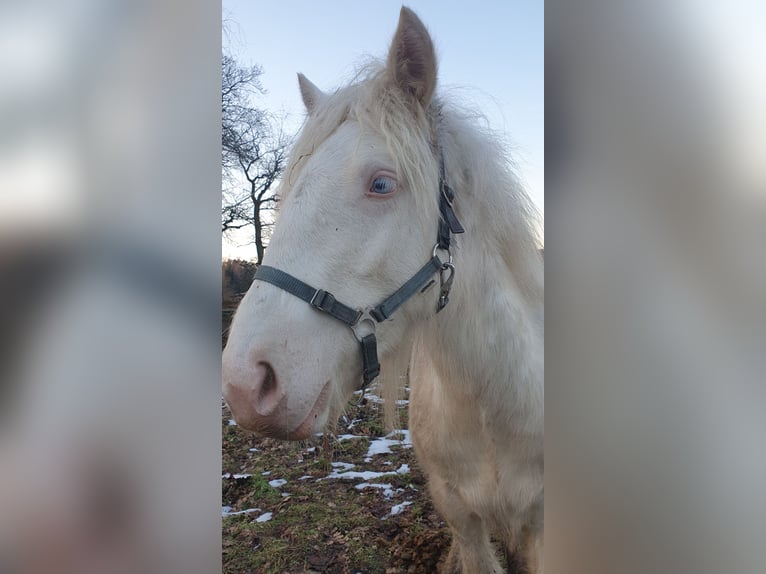 Cob Irlandese / Tinker / Gypsy Vanner Stallone 1 Anno 133 cm Cremello in Tangeln