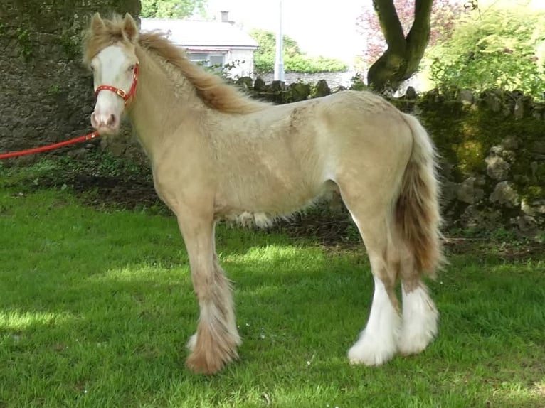 Cob Irlandese / Tinker / Gypsy Vanner Stallone 1 Anno 140 cm Cremello in Zwartewaal