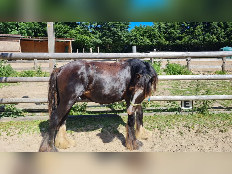 Cob Irlandese / Tinker / Gypsy Vanner Stallone 1 Anno 145 cm Morello in Schönbek