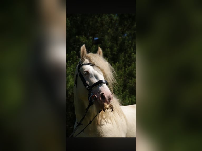 Cob Irlandese / Tinker / Gypsy Vanner Stallone 1 Anno 145 cm Pearl in ToruńToruń
