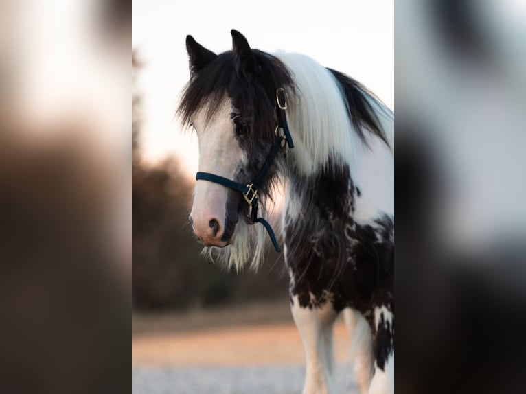 Cob Irlandese / Tinker / Gypsy Vanner Stallone 1 Anno 145 cm Pezzato in Grass Valley, CA Cob Irlandese / Tinker / Gypsy Vanner Stallone 1 Anno 145 cm Pezzato in Grass Valley, CA