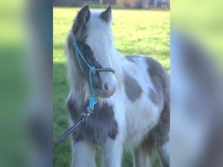 Cob Irlandese / Tinker / Gypsy Vanner Stallone 1 Anno 145 cm Pezzato in Ebersheim