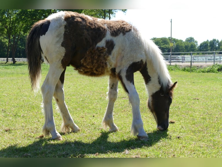 Cob Irlandese / Tinker / Gypsy Vanner Stallone 1 Anno 145 cm Pezzato in Lathen