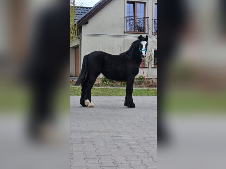 Cob Irlandese / Tinker / Gypsy Vanner Stallone 1 Anno 147 cm Morello in Buk