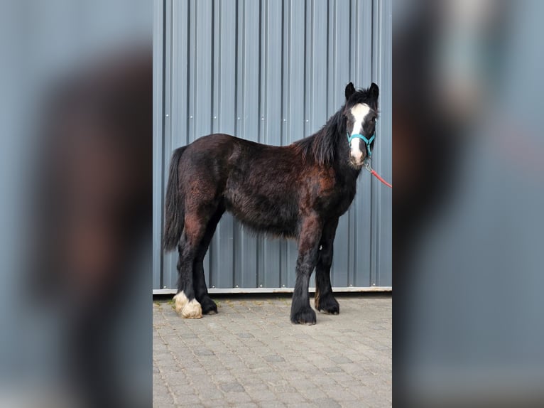 Cob Irlandese / Tinker / Gypsy Vanner Stallone 1 Anno 147 cm Morello in Buk