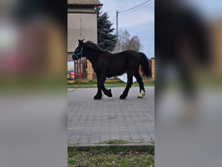 Cob Irlandese / Tinker / Gypsy Vanner Stallone 1 Anno 147 cm Morello in Buk