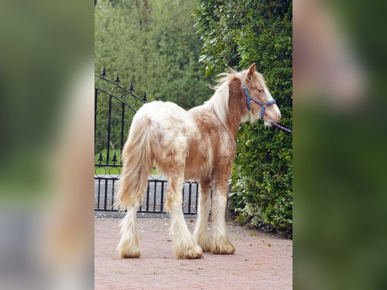 Cob Irlandese / Tinker / Gypsy Vanner Stallone 1 Anno 148 cm  in kerry