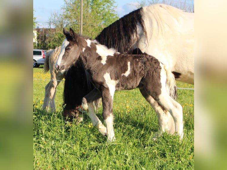 Cob Irlandese / Tinker / Gypsy Vanner Stallone 1 Anno 150 cm Pezzato in Besenbüren