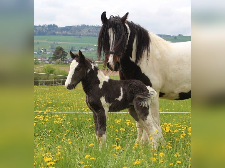 Cob Irlandese / Tinker / Gypsy Vanner Stallone 1 Anno 150 cm Pezzato in Besenbüren