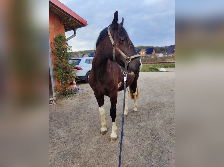 Cob Irlandese / Tinker / Gypsy Vanner Mix Stallone 1 Anno 150 cm Pezzato in Geratal