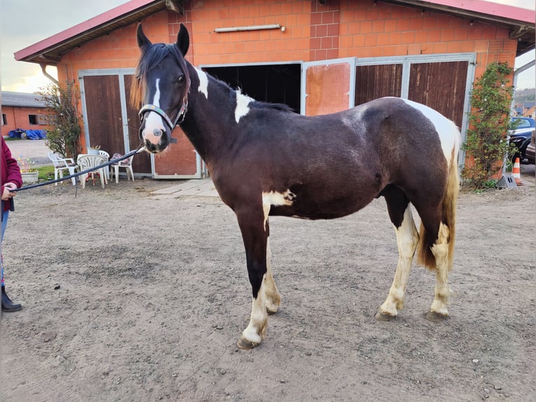 Cob Irlandese / Tinker / Gypsy Vanner Mix Stallone 1 Anno 150 cm Pezzato in Geratal