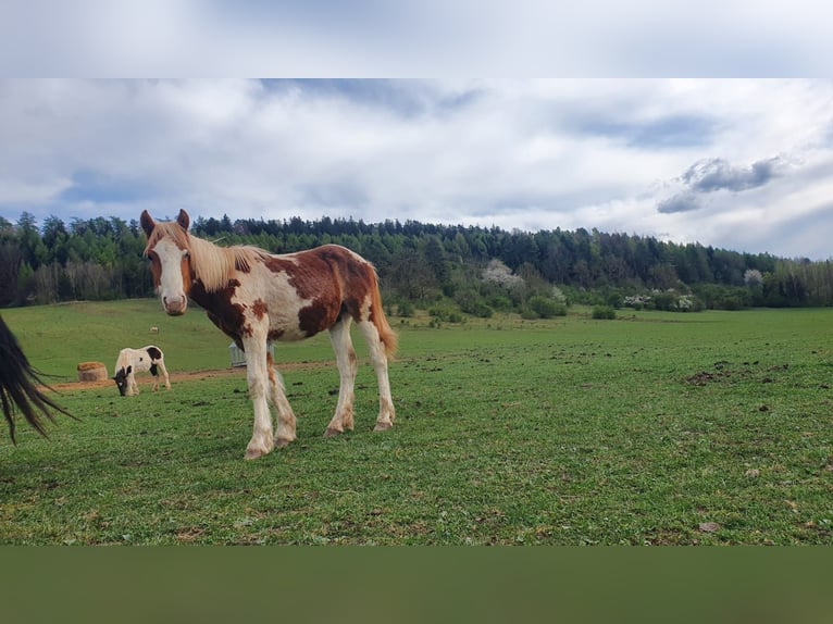 Cob Irlandese / Tinker / Gypsy Vanner Mix Stallone 1 Anno 150 cm Pezzato in Geratal