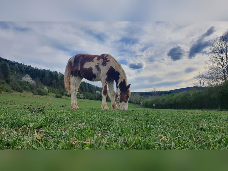 Cob Irlandese / Tinker / Gypsy Vanner Mix Stallone 1 Anno 150 cm Pezzato in Geratal