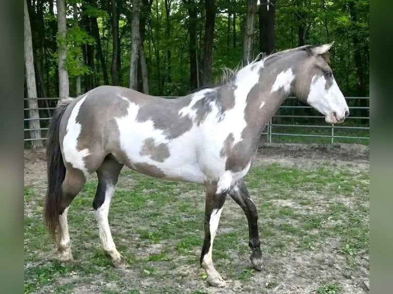 Cob Irlandese / Tinker / Gypsy Vanner Stallone 1 Anno 151 cm Pezzato in Callahanmia