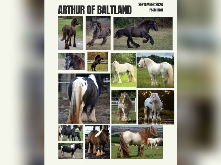 Cob Irlandese / Tinker / Gypsy Vanner Stallone 1 Anno 154 cm Grigio in Kohila