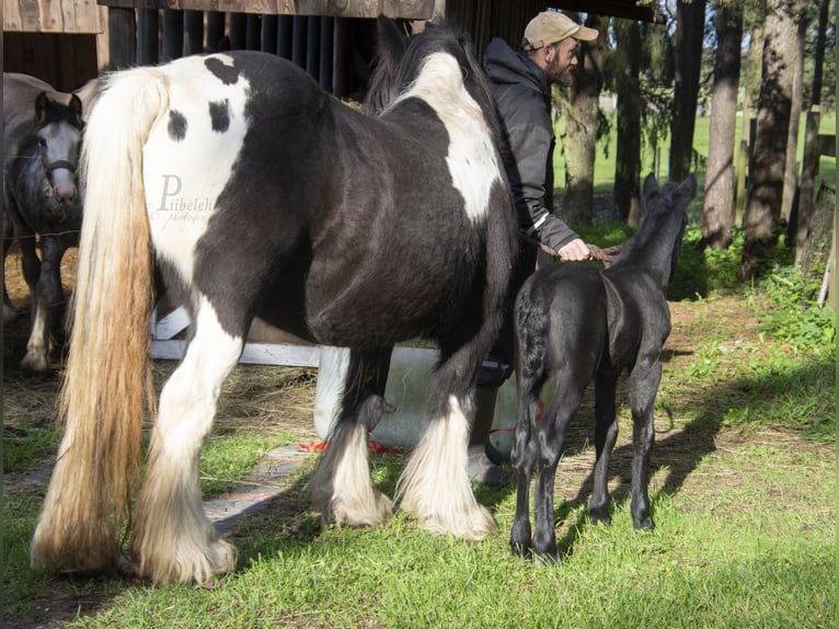 Cob Irlandese / Tinker / Gypsy Vanner Stallone 1 Anno 154 cm Grigio in Kohila