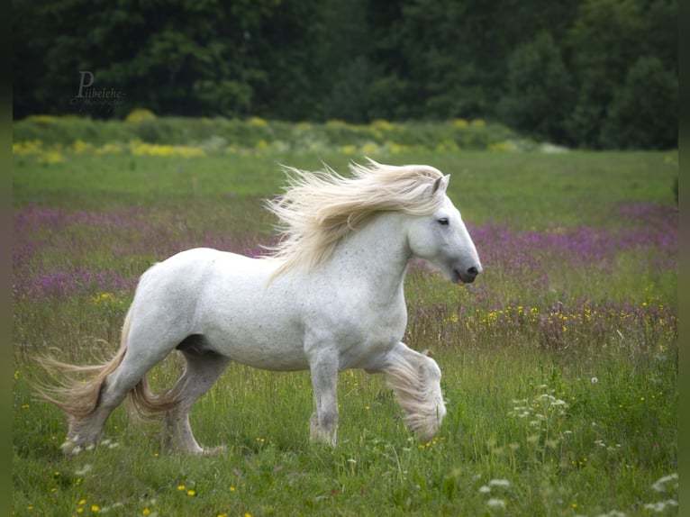 Cob Irlandese / Tinker / Gypsy Vanner Stallone 1 Anno 154 cm Grigio in Kohila