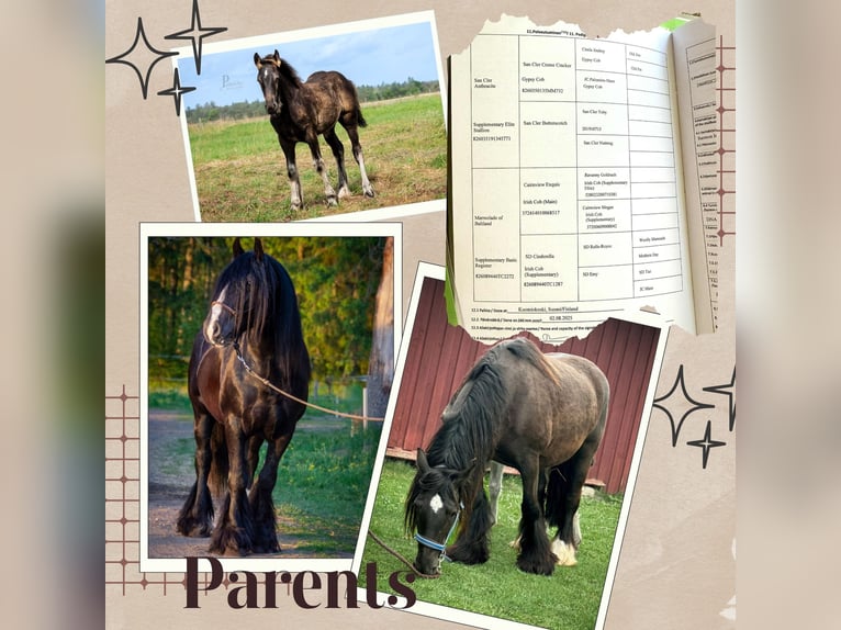 Cob Irlandese / Tinker / Gypsy Vanner Stallone 1 Anno 154 cm Grigio in Kohila