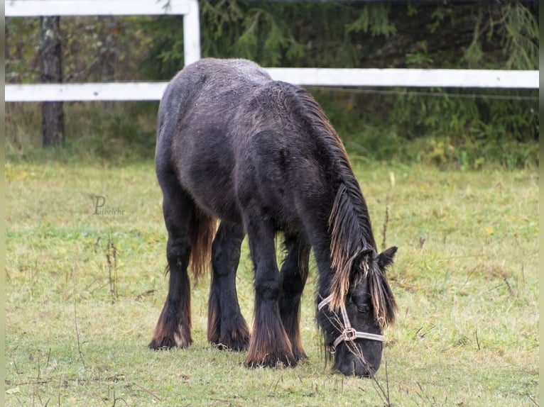 Cob Irlandese / Tinker / Gypsy Vanner Stallone 1 Anno 154 cm Grigio in Kohila