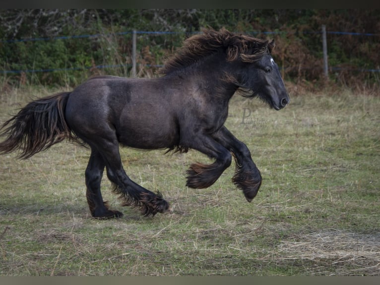 Cob Irlandese / Tinker / Gypsy Vanner Stallone 1 Anno 154 cm Grigio in Kohila