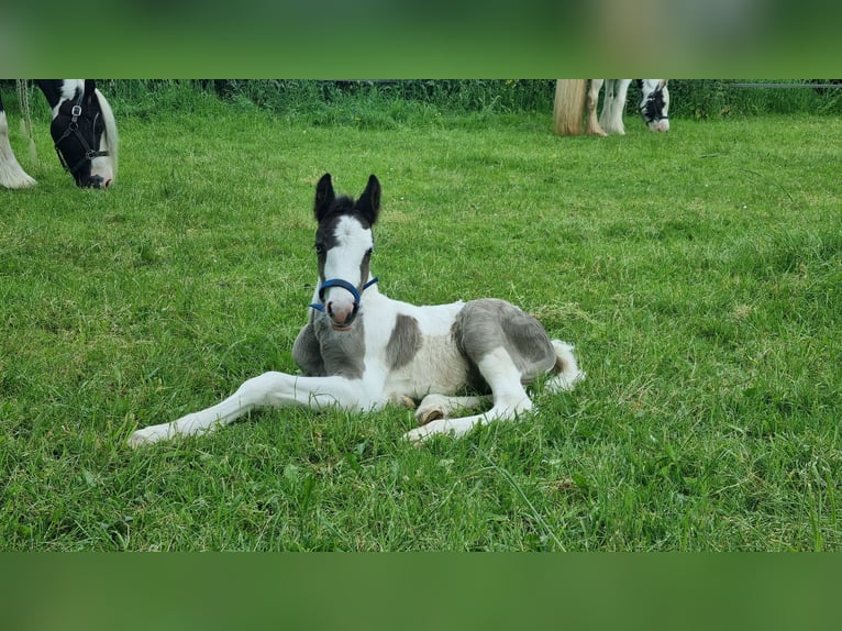 Cob Irlandese / Tinker / Gypsy Vanner Stallone 1 Anno 154 cm Pezzato in Wapenveld