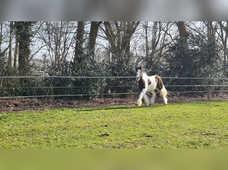 Cob Irlandese / Tinker / Gypsy Vanner Stallone 1 Anno 154 cm Pezzato in Wapenveld