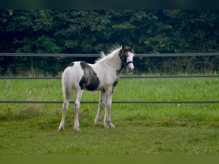 Cob Irlandese / Tinker / Gypsy Vanner Stallone 1 Anno 154 cm Pezzato in Wapenveld