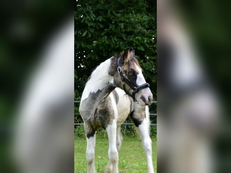 Cob Irlandese / Tinker / Gypsy Vanner Stallone 1 Anno 154 cm Pezzato in Wapenveld