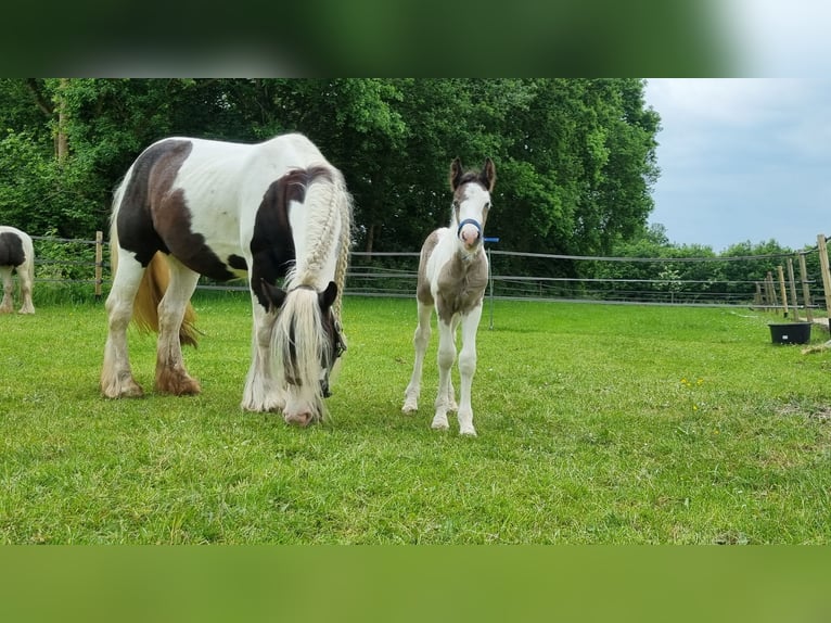 Cob Irlandese / Tinker / Gypsy Vanner Stallone 1 Anno 154 cm Pezzato in Wapenveld
