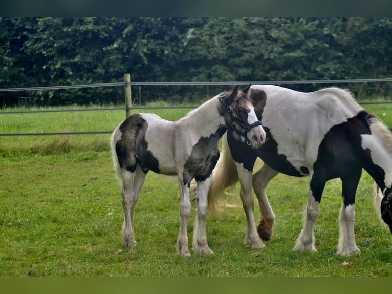 Cob Irlandese / Tinker / Gypsy Vanner Stallone 1 Anno 154 cm Pezzato in Wapenveld