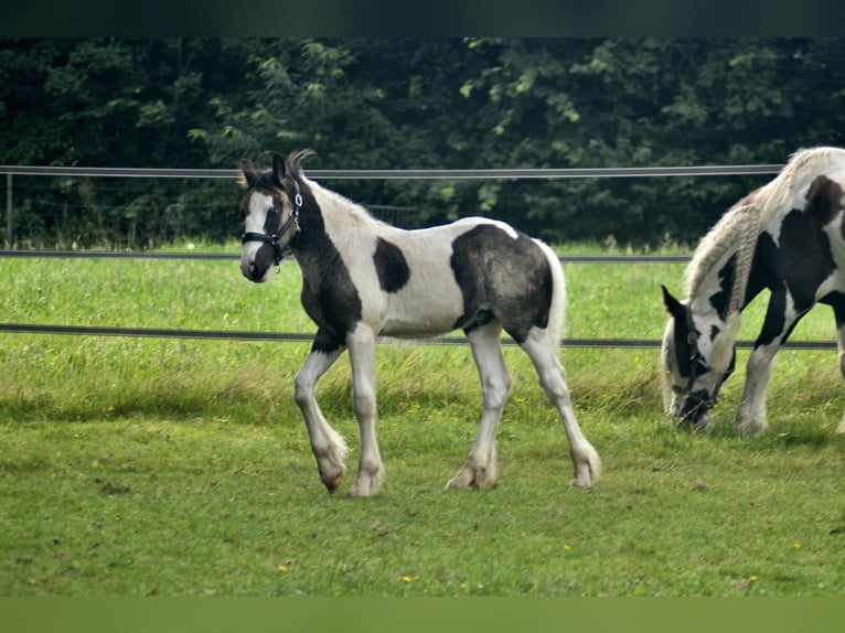 Cob Irlandese / Tinker / Gypsy Vanner Stallone 1 Anno 154 cm Pezzato in Wapenveld