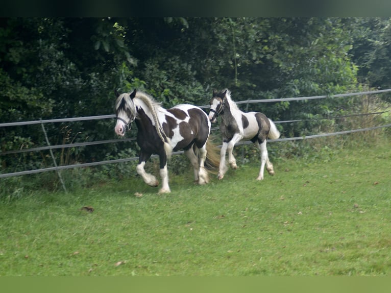 Cob Irlandese / Tinker / Gypsy Vanner Stallone 1 Anno 154 cm Pezzato in Wapenveld