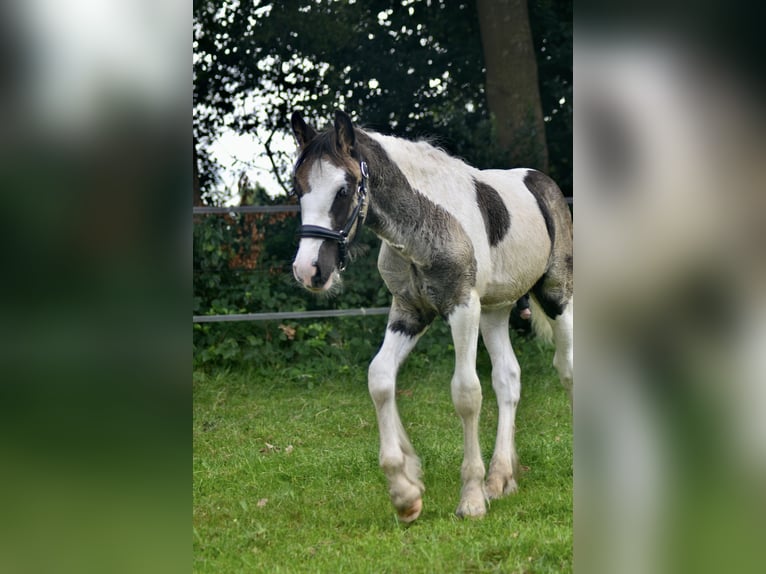 Cob Irlandese / Tinker / Gypsy Vanner Stallone 1 Anno 154 cm Pezzato in Wapenveld