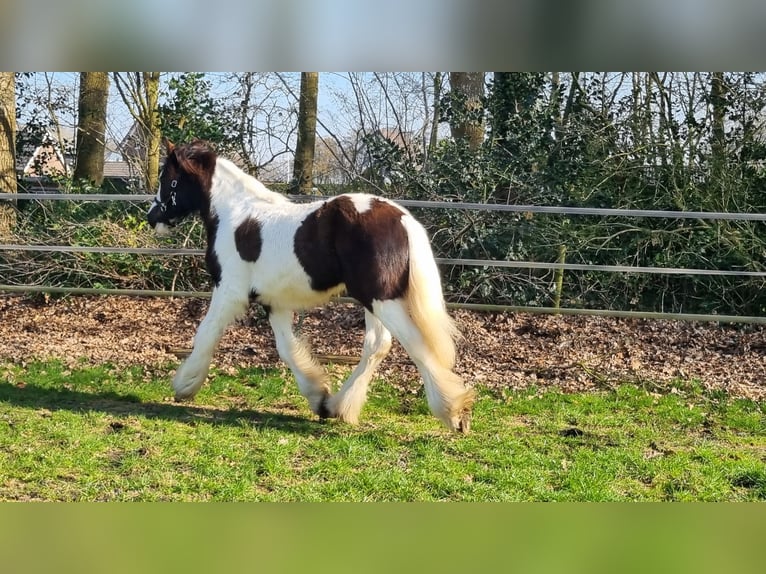 Cob Irlandese / Tinker / Gypsy Vanner Stallone 1 Anno 154 cm Pezzato in Wapenveld