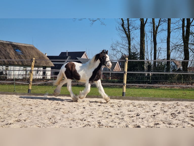 Cob Irlandese / Tinker / Gypsy Vanner Stallone 1 Anno 154 cm Pezzato in Wapenveld